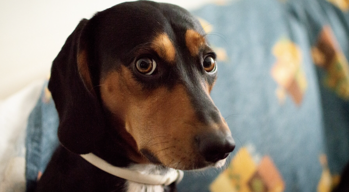 Ansiedade de separação: veja como controlar. Foto: FreePik