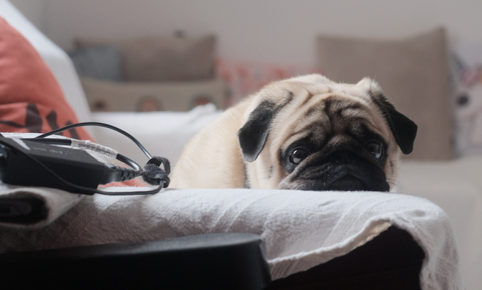 Ansiedade de separação: veja como controlar. Foto: FreePik