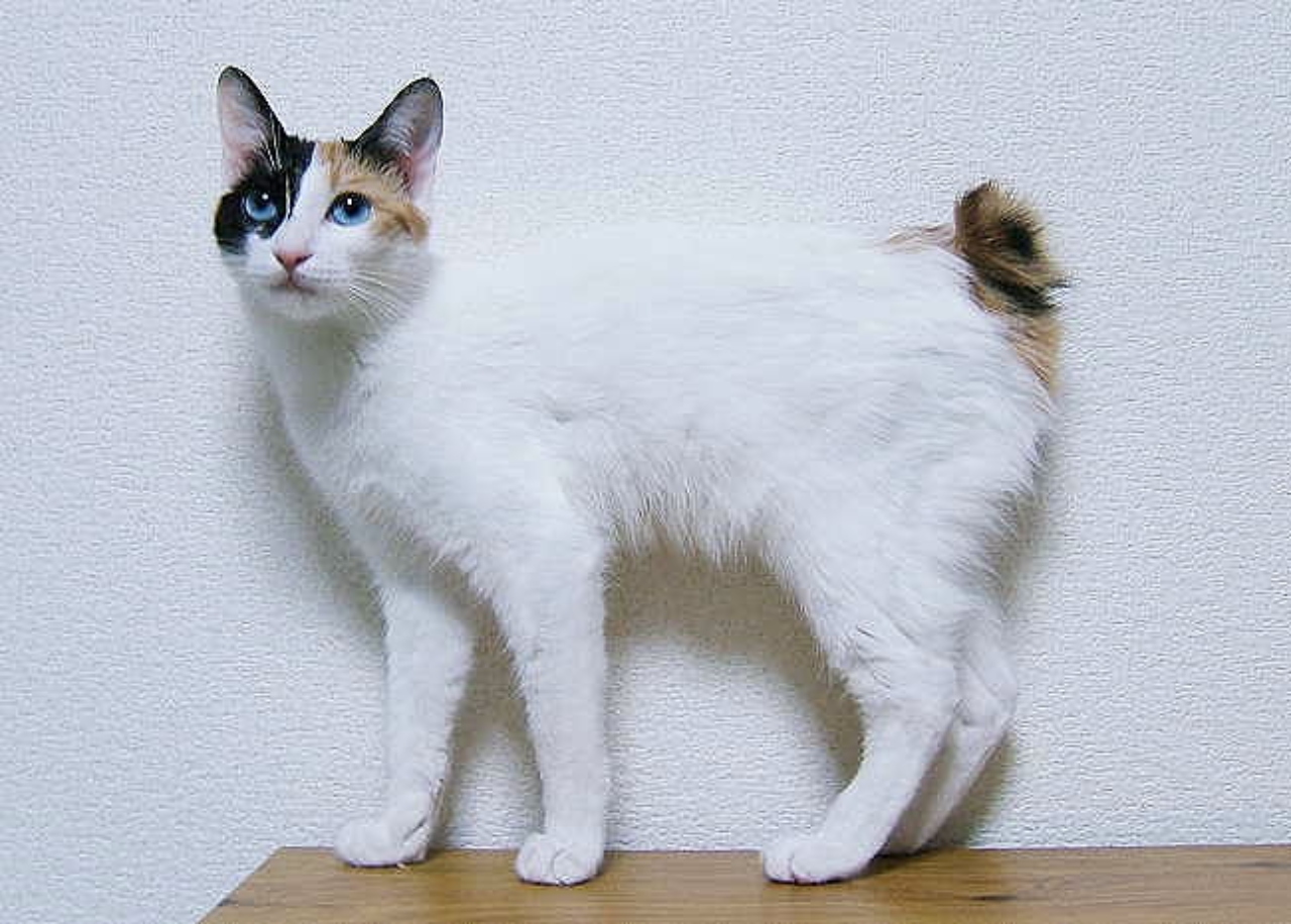 Bobtail japonês