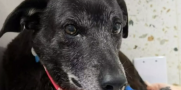 Pretinha, companheira de Orelha, morre. Foto: Reprodução