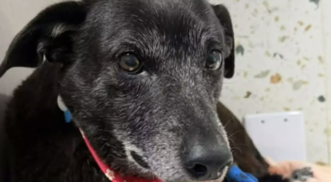 Pretinha, companheira de Orelha, morre. Foto: Reprodução