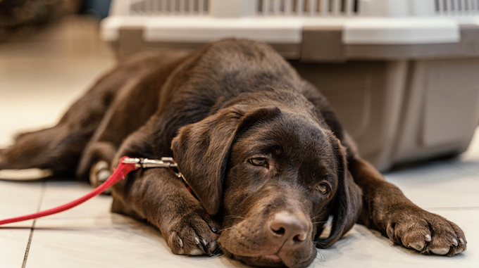 Pets no calor - o que fazer? Foto: FreePik