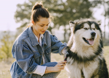 Nova lei permite que cachorro seja sepultado com tutor. Foto: FreePik