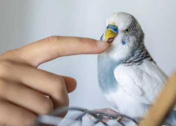 Passarinho como pet? Conheça os cuidados. Foto: freePik