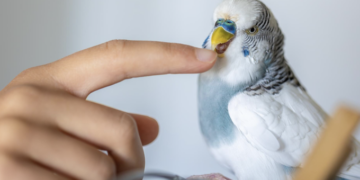 Passarinho como pet? Conheça os cuidados. Foto: freePik