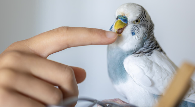 Passarinho como pet? Conheça os cuidados. Foto: freePik