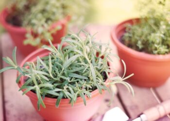 Plantas medicinais em casa