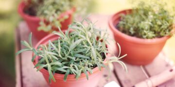 Plantas medicinais em casa