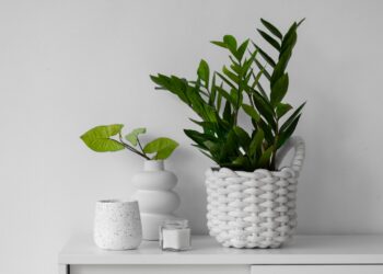 Plantas para banheiro