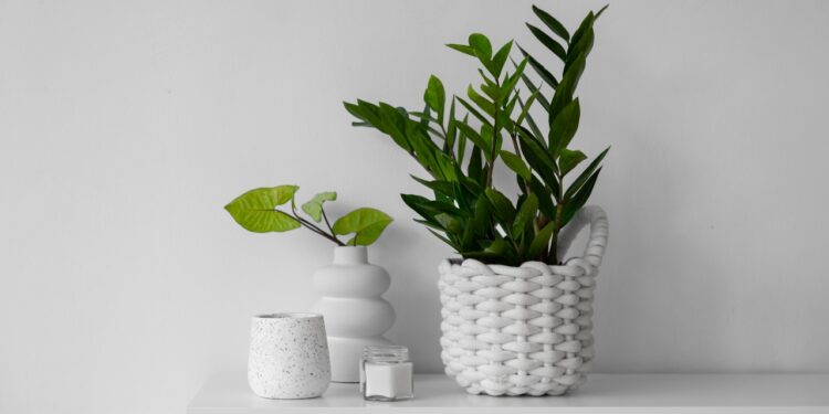 Plantas para banheiro