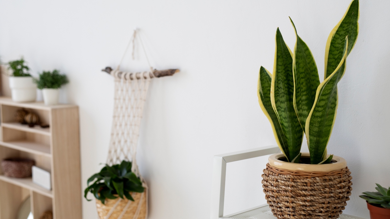 Plantas para banheiro