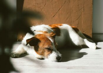 banho-de-sol-em-cães