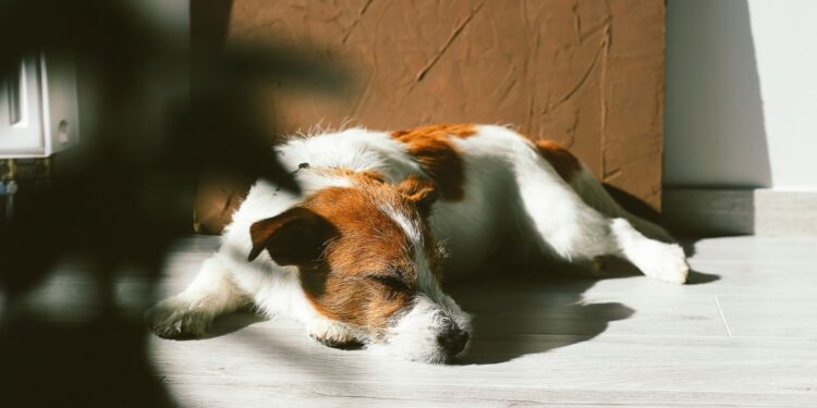 banho-de-sol-em-cães