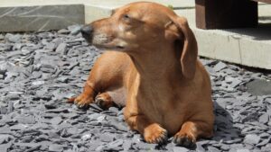banho-de-sol-em-cães