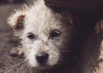 Animais resgatados, cuidados dobrados. Foto: FreePik