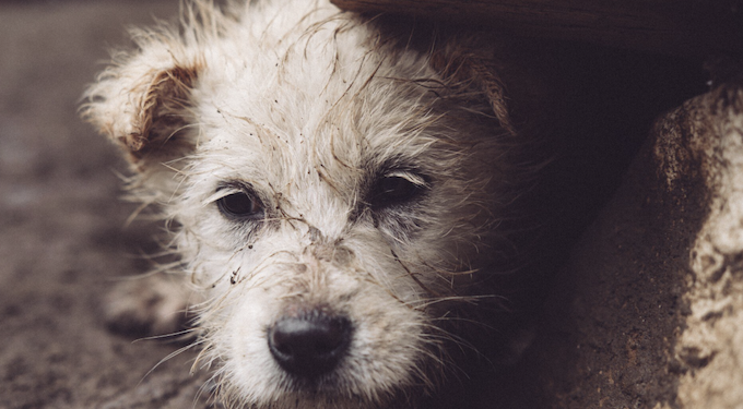 Animais resgatados, cuidados dobrados. Foto: FreePik