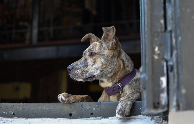Animais resgatados, cuidados dobrados. Foto: FreePik