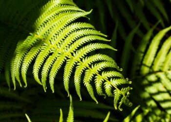 Como cuidar de samambaias?