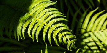 Como cuidar de samambaias?