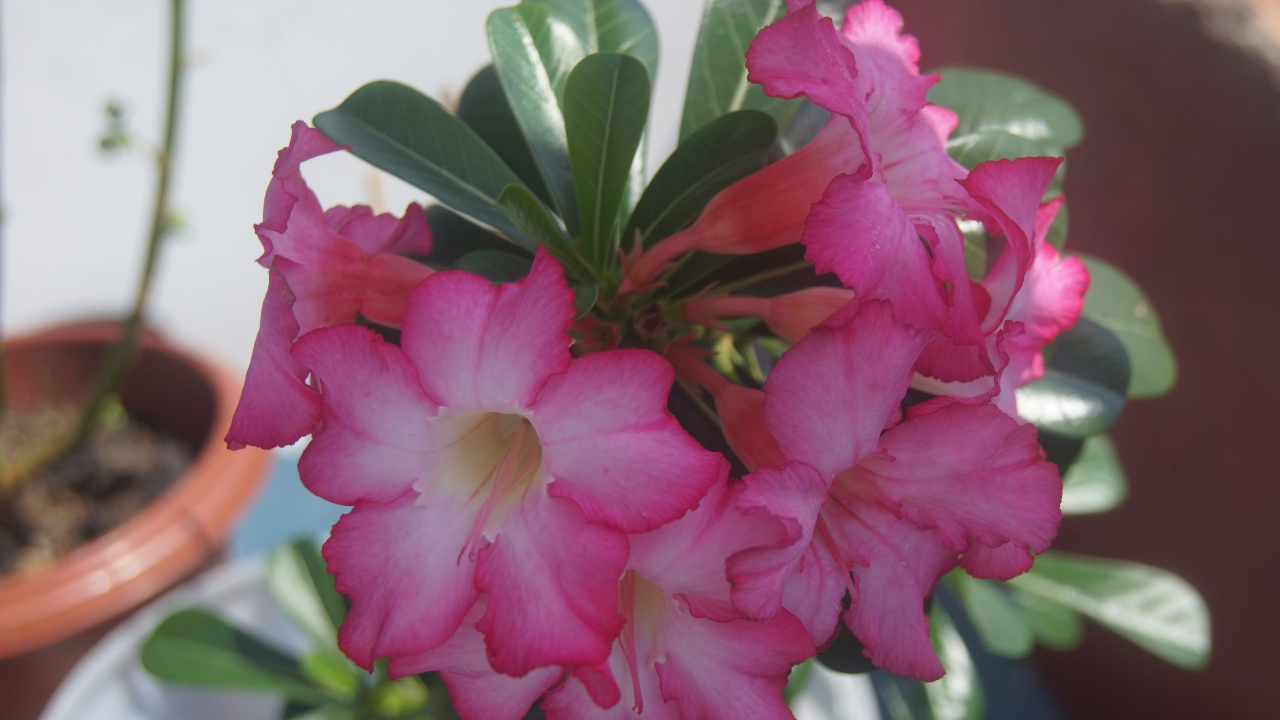 rosa-do-deserto