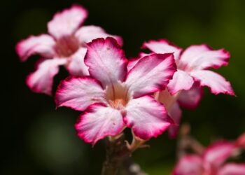rosa-do-deserto