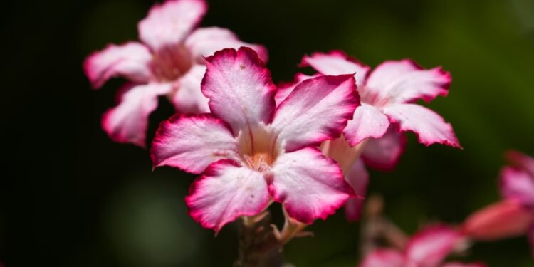 rosa-do-deserto