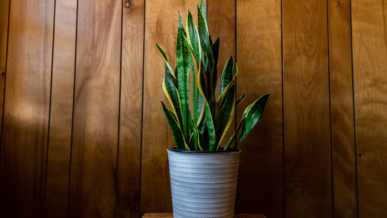 plantas fáceis de cuidar
