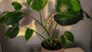 bicarbonato-de-sódio-plantas
