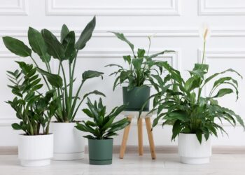 bicarbonato-de-sódio-plantas