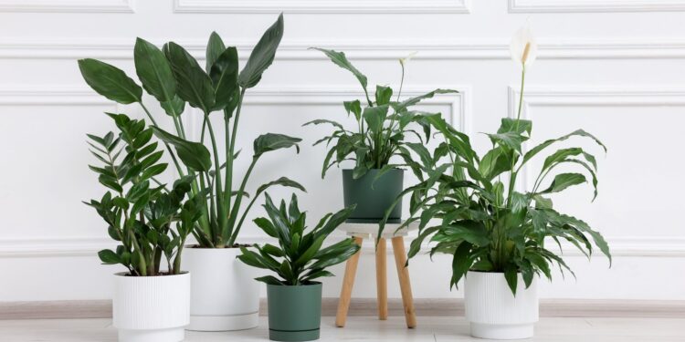 bicarbonato-de-sódio-plantas