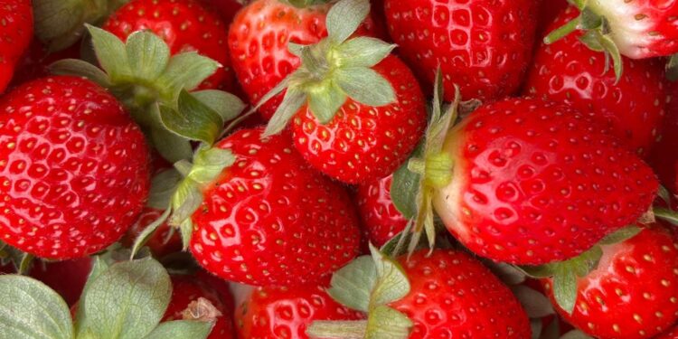 morango