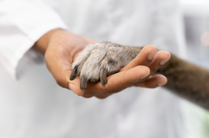 O que acontece com o pet após a castração? Foto: FreePik
