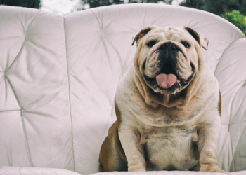 O que acontece com o pet após a castração? Foto: FreePik