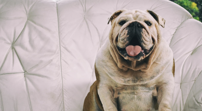 O que acontece com o pet após a castração? Foto: FreePik