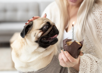 Nem um pedacinho - entenda por que o chocolate faz tão mal para os cachorros. Foto: FreePik