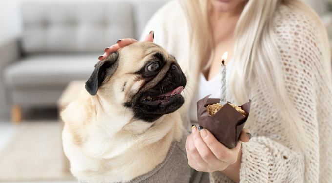 Nem um pedacinho - entenda por que o chocolate faz tão mal para os cachorros. Foto: FreePik