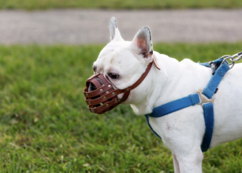 Passeio seguro - entenda o que seu cachorro precisa usar no passeio. Foto: FreePik