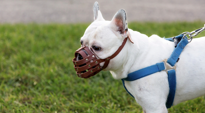 Passeio seguro - entenda o que seu cachorro precisa usar no passeio. Foto: FreePik