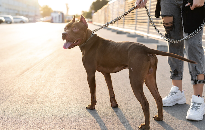 Passeio seguro - entenda o que seu cachorro precisa usar no passeio. Foto: FreePik