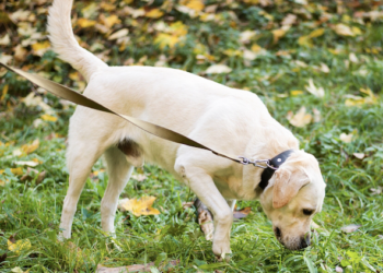 Como ensinar seu pet a fazer xixi no lugar certo. Foto: FreePik