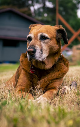 Inimigos silenciosos - entenda os problemas renais em pets. Foto: FreePik