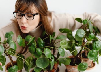 pegar-plantas