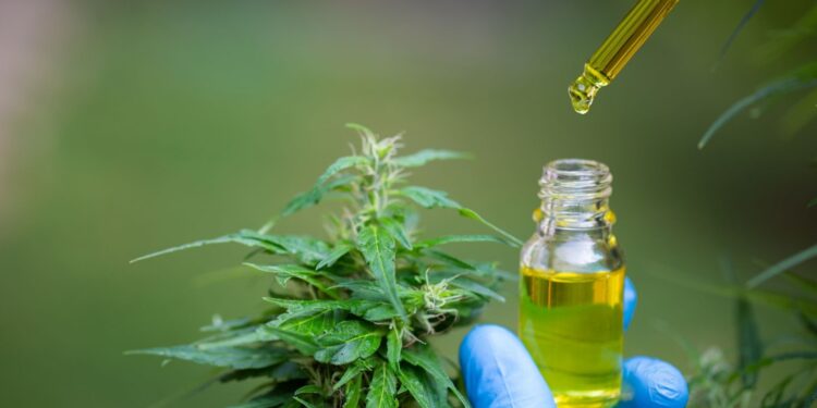 cannabis
