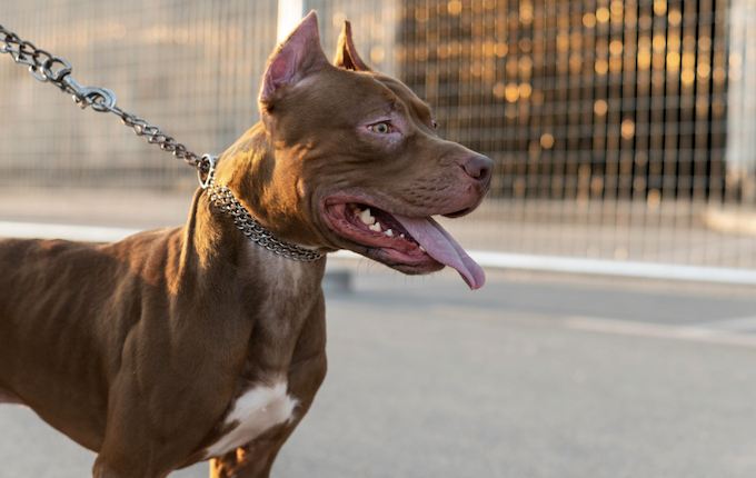 Como saber se o cachorro vai atacar? Foto: Magnific