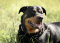 Como saber se o cachorro vai atacar? Foto: Magnific