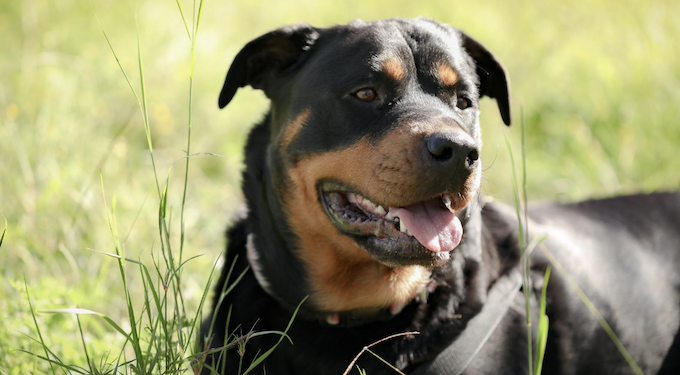 Como saber se o cachorro vai atacar? Foto: Magnific