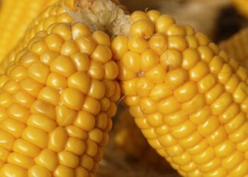 como cozinhar milho sem panela de pressão