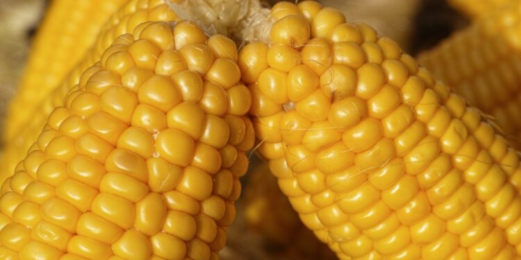 como cozinhar milho sem panela de pressão