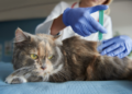 Entenda mais sobre a gripe felina. Foto: FreePik