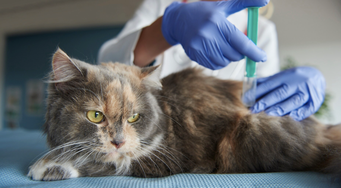 Entenda mais sobre a gripe felina. Foto: FreePik